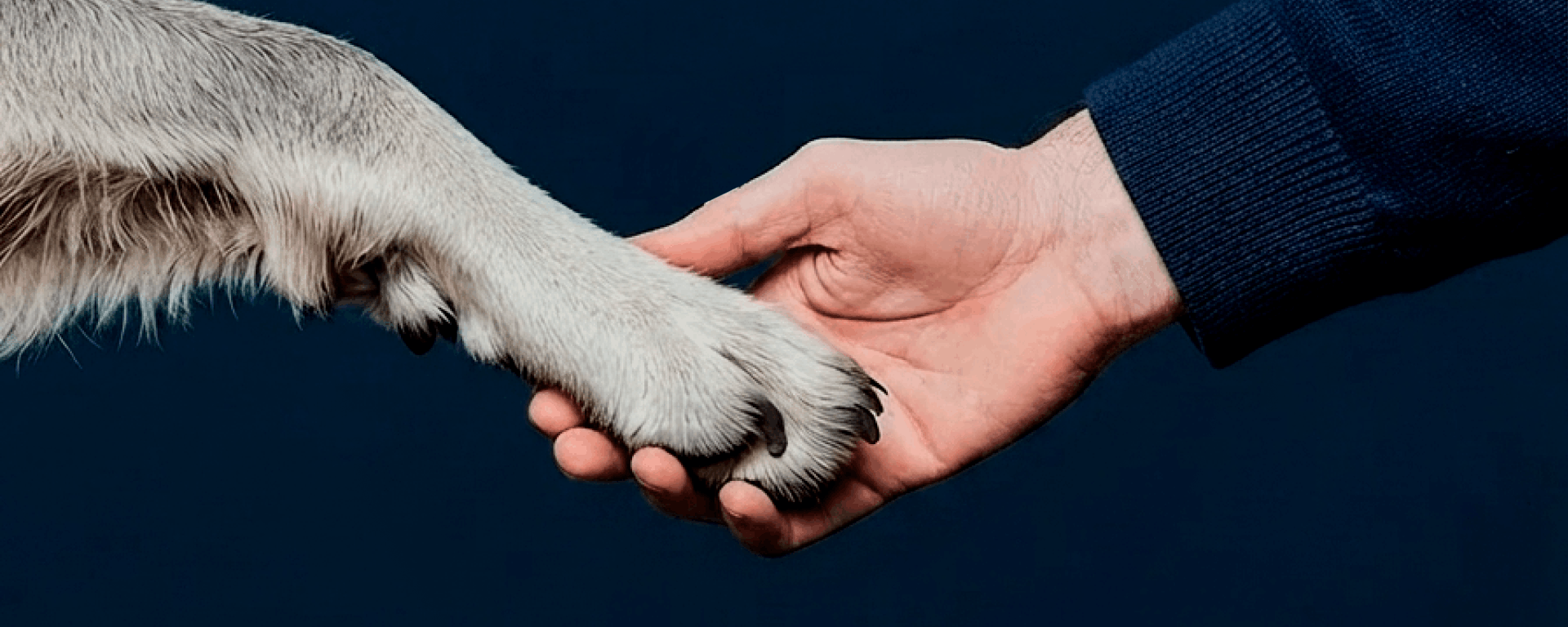 Ilustración de una mano humana y una patita de perro a punto de encontrarse