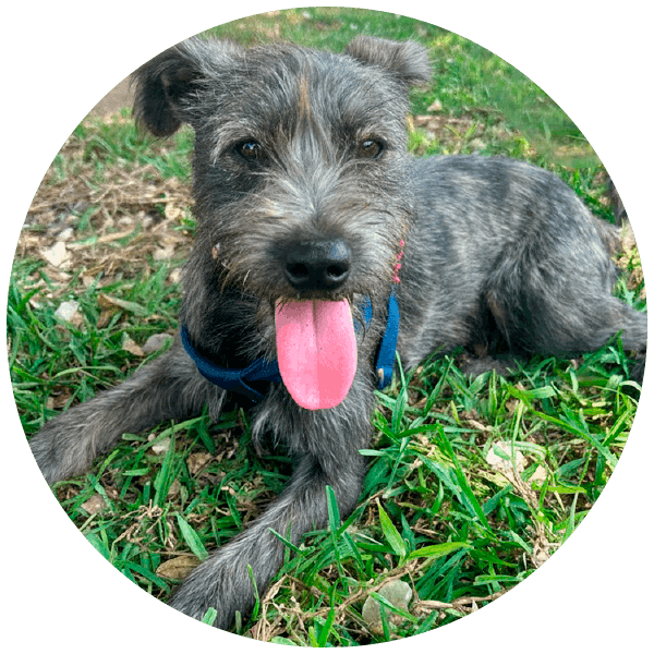 Bartolito, perrito rescatado por Friendly Hands