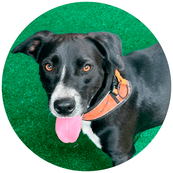 Blacky, perrito rescatado por Friendly Hands