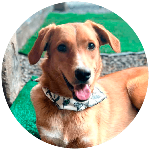 Ginger, perrita rescatada por Friendly Hands