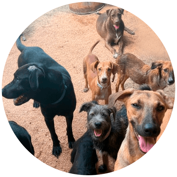 La Mancha, perrita rescatada por Friendly Hands