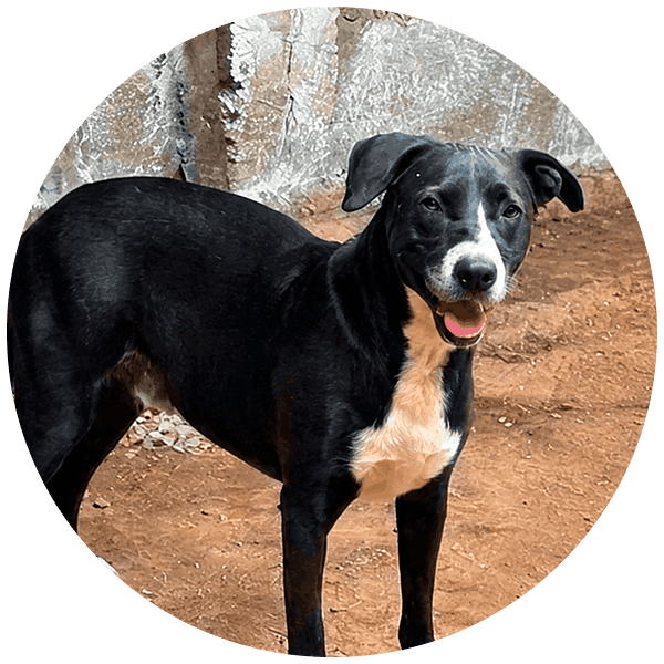 Mamá Negra, perrita rescatada por Friendly Hands