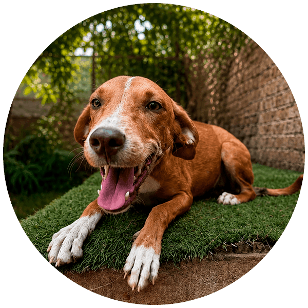 Perrito rescatado por Friendly Hands