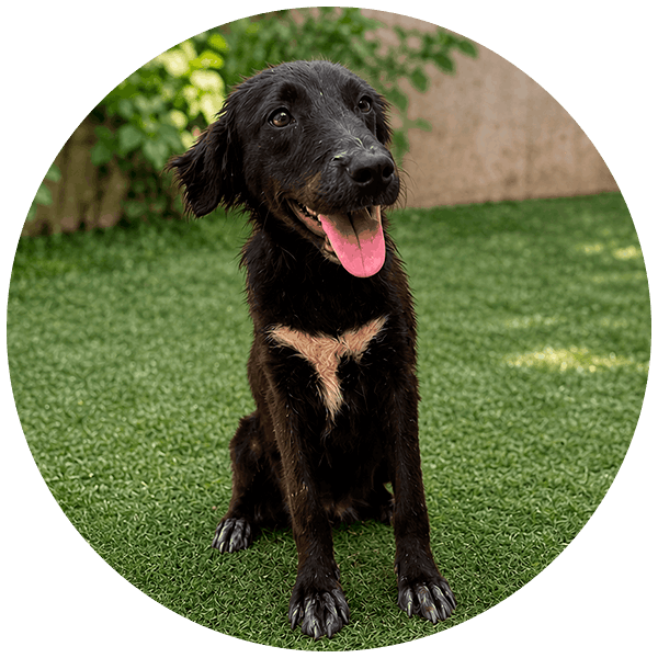 Perrito rescatado por Friendly Hands