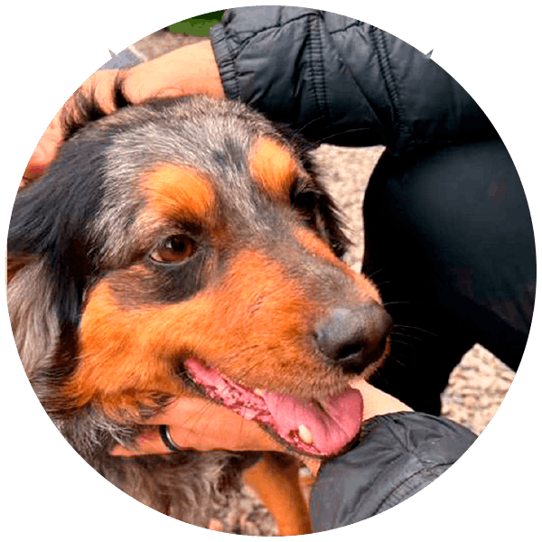 Stronger, perrito rescatado por Friendly Hands