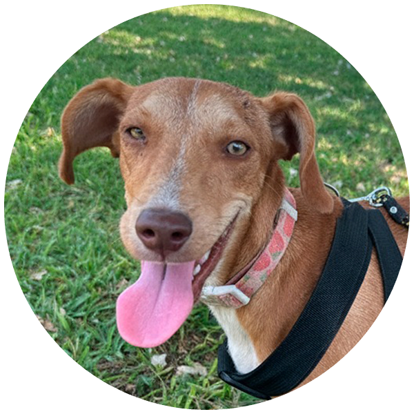 Techi, perrita rescatada por Friendly Hands