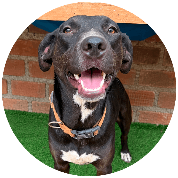 Zeus, perrito rescatada por Friendly Hands