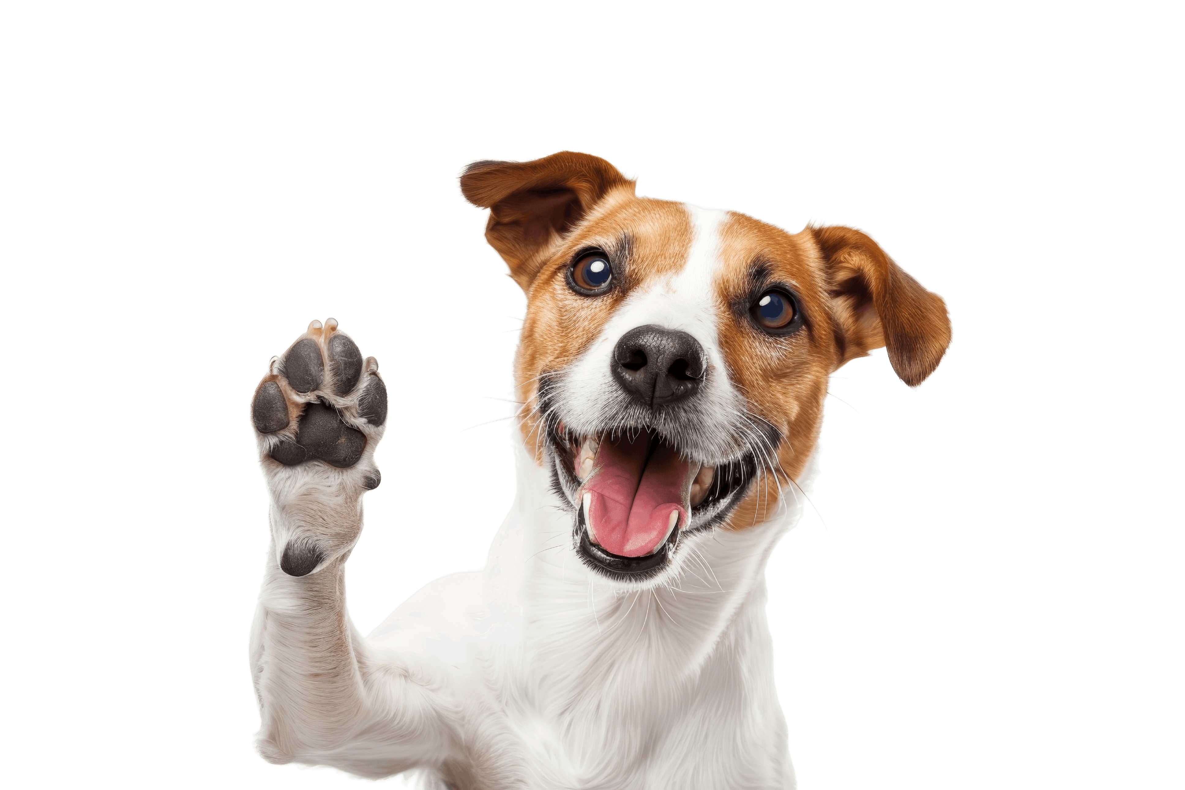 Ilustración de un perro rescatado por Friendly Hands, sonriente y con pañuelo azul